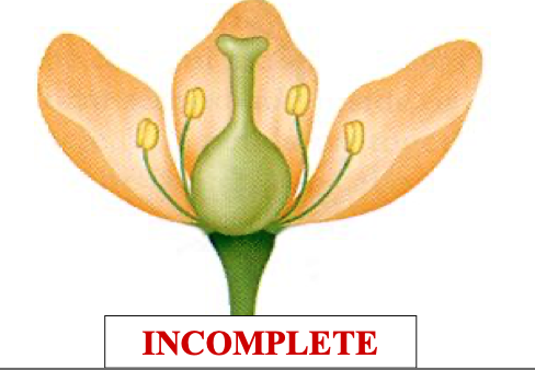 <p>a incomplete flower …</p>