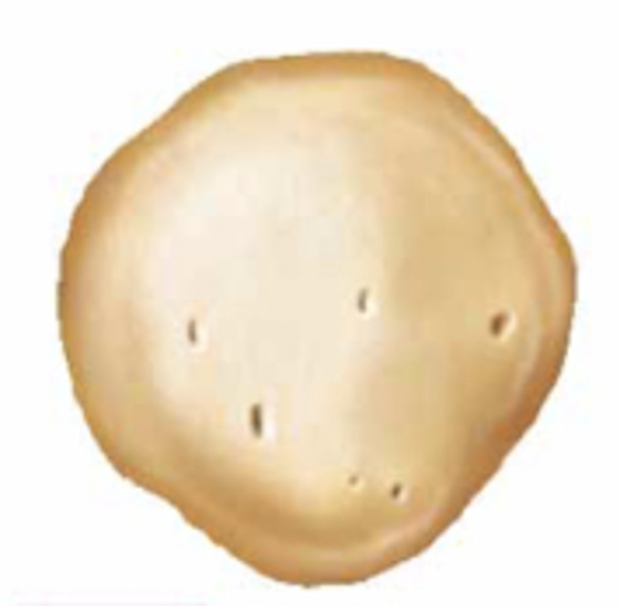 <p>What kind of bone is this?</p>