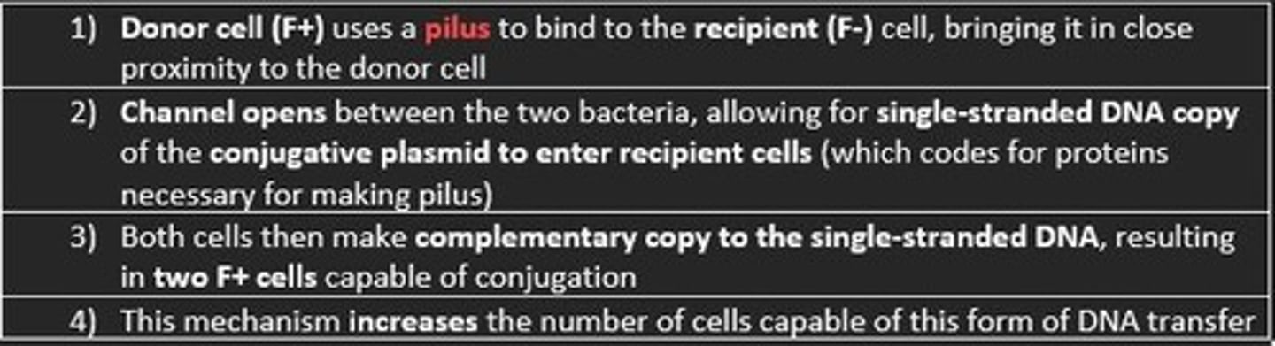 <p>Transfer of DNA between two bacterial cells connected by sex pili</p>
