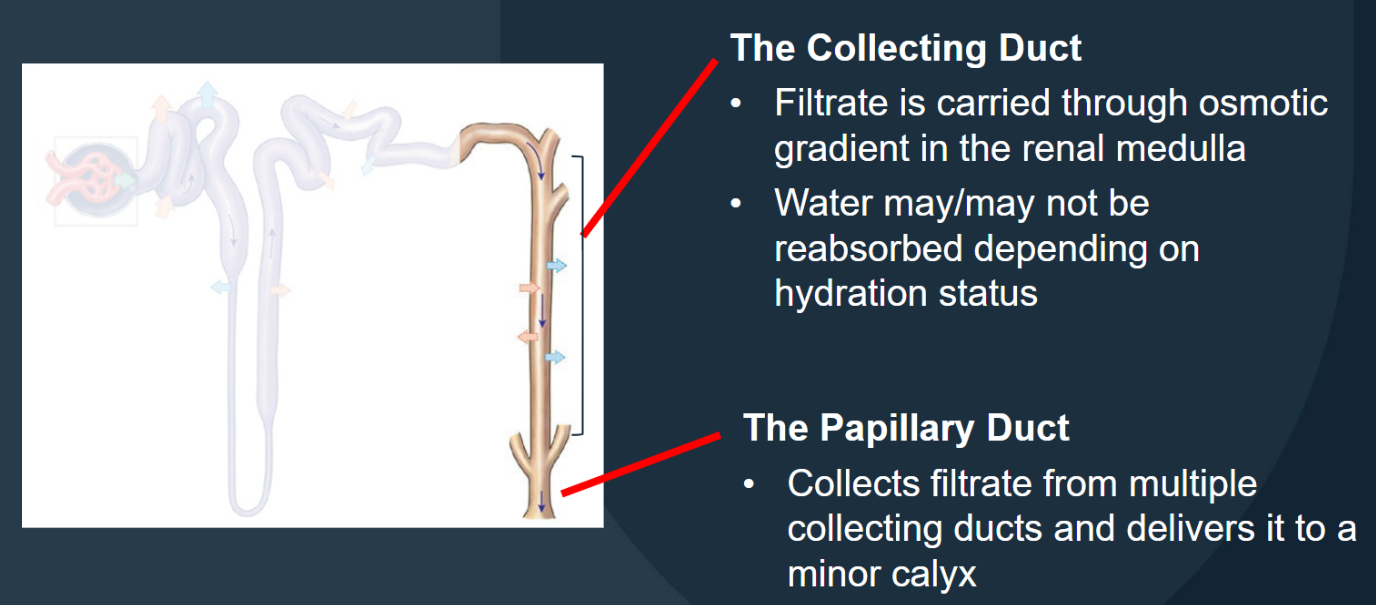 <p></p><p><span style="color: #0b0b0b">Collects filtrate from multiple collecting ducts and delivers it to a minor calyx.</span></p>