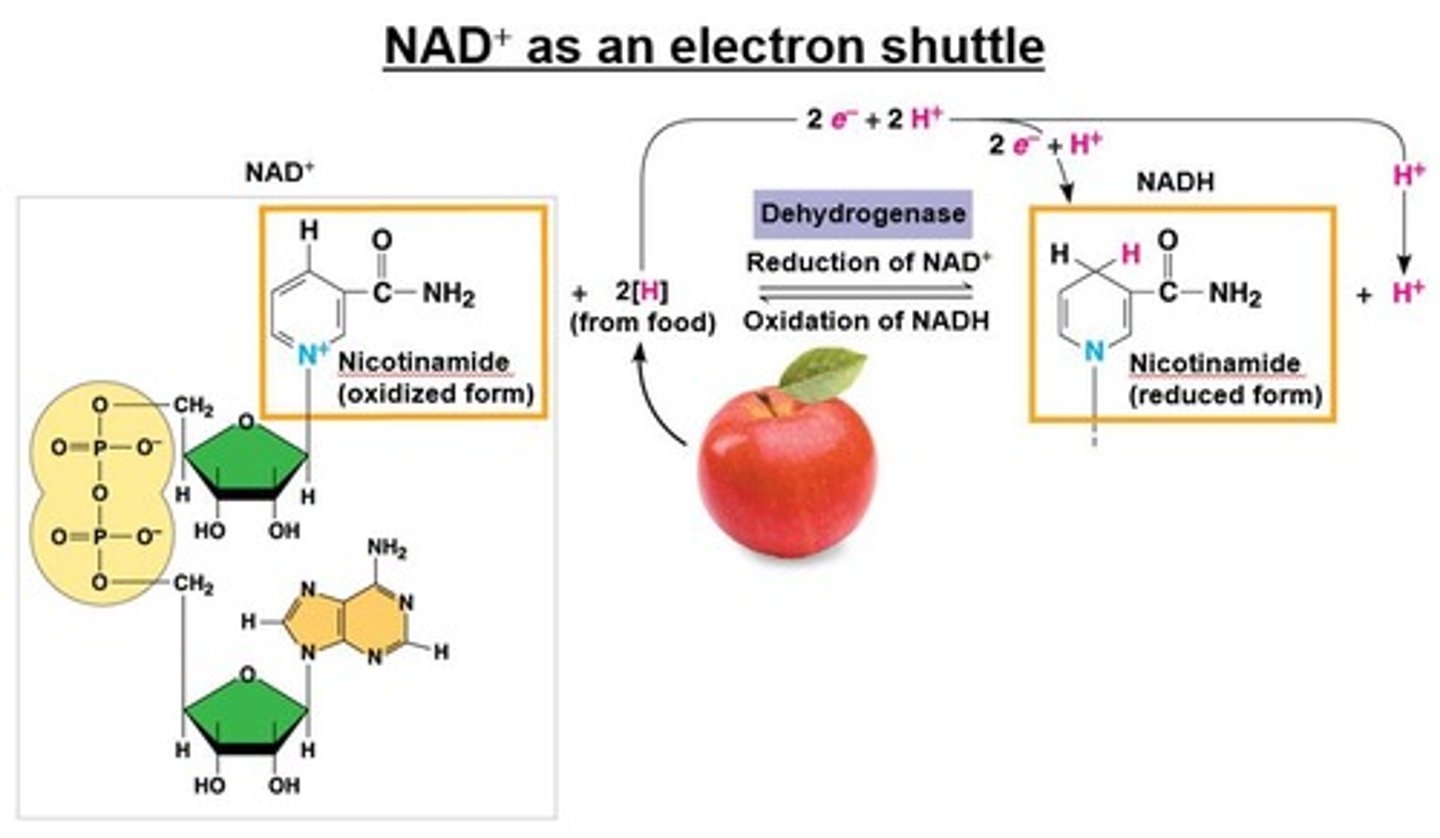 <p>NAD+ acts as an electron acceptor and oxidizing agent.</p>