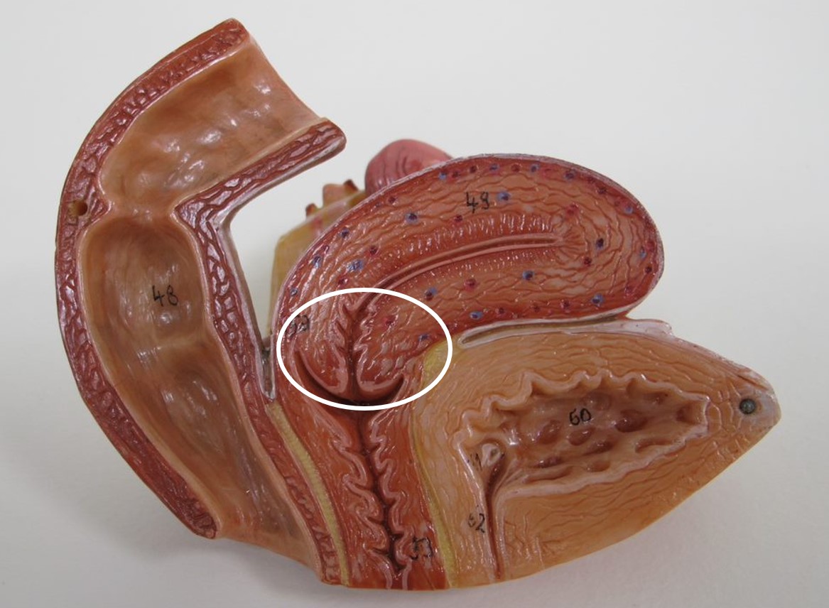 <p>deel uterus (Latijns)</p>