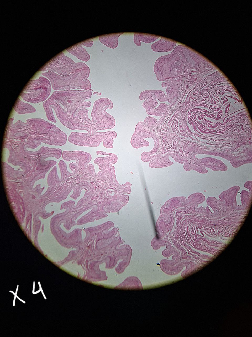 <p>Identify the tissue and mention one site</p>