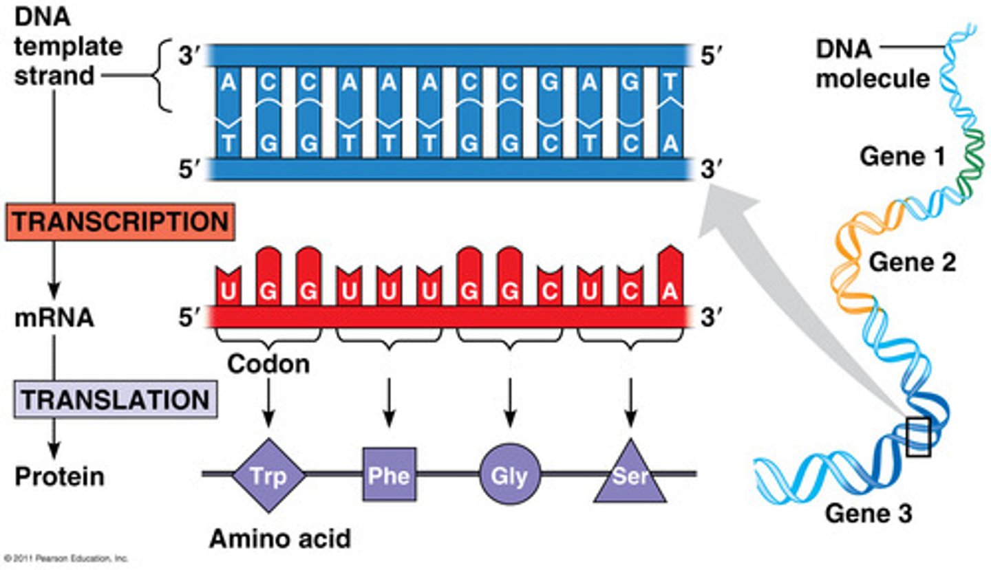 <p>Transcription</p>