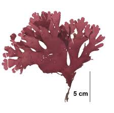 <p>flattened brown blades, may have macroscopic veins or none, slightly transparent blades, very lobate, smooth, shiny</p>