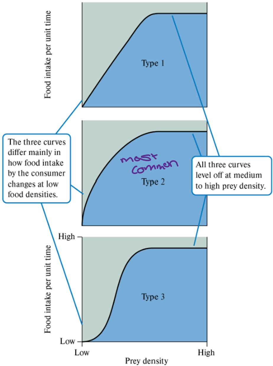 **Food intake**  x  **time to look for food**

^^ILC^^ → incipient limiting concentration → **prey density** at which **food intake** **levels** off into **asymptote** 