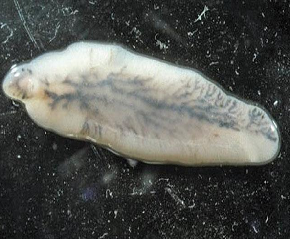 <p>Class Trematoda </p><ul><li><p>Dorsoventrally flattened</p></li><li><p>Parenchyma</p></li><li><p>Absent</p></li><li><p>Present</p></li></ul><p></p>