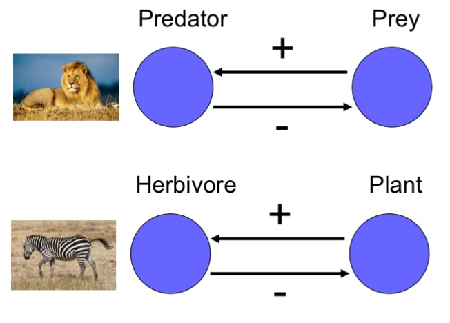 <ul><li><p>The reported lynx-hare cycles are driven by predator-prey interactions.</p><ul><li><p>When lynx populations rise, they eat more hares, reducing hare numbers, which later causes lynx to decline.</p></li></ul></li><li><p>The reported lynx-hare cycles are driven by interactions between hare and their food resource</p><ul><li><p>When hares overconsume their food (shrubs and vegetation), food shortages lead to hare population crashes, which then cause lynx numbers to fall.</p></li></ul></li></ul><p></p>