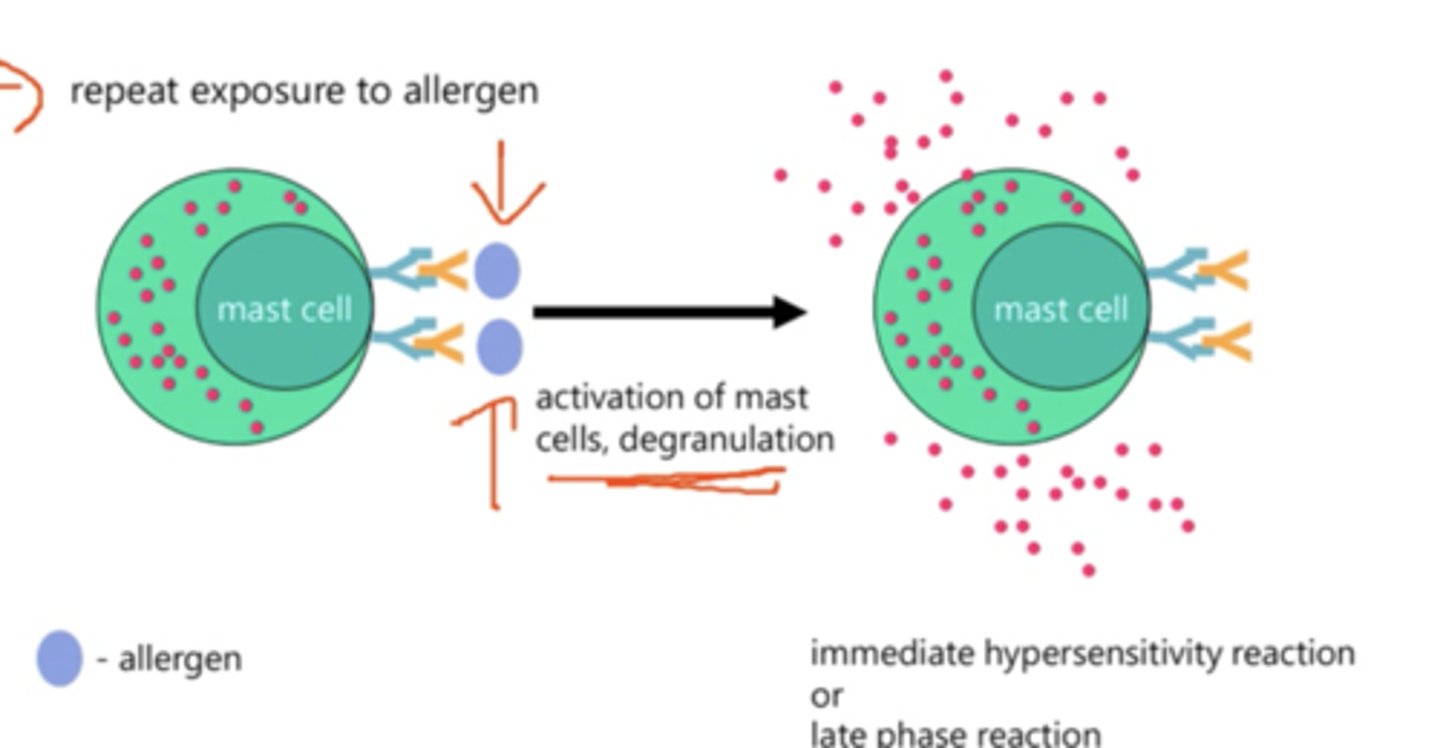 <p>- Mast cells contain granules containing histamines in the cytoplasm as well IgE receptors on their surface.</p><p>- IgE antibodies bind to the IgE receptors however nothing will take place if the IgE antibodies are not exposed to allergens whilst attached to the mast cell.</p><p>- This activates of mast cells which leads to degranulation where histamine is released.</p><p>- The immediate hypersensitivity reaction/allergic reaction or a late phase reaction take place.</p>