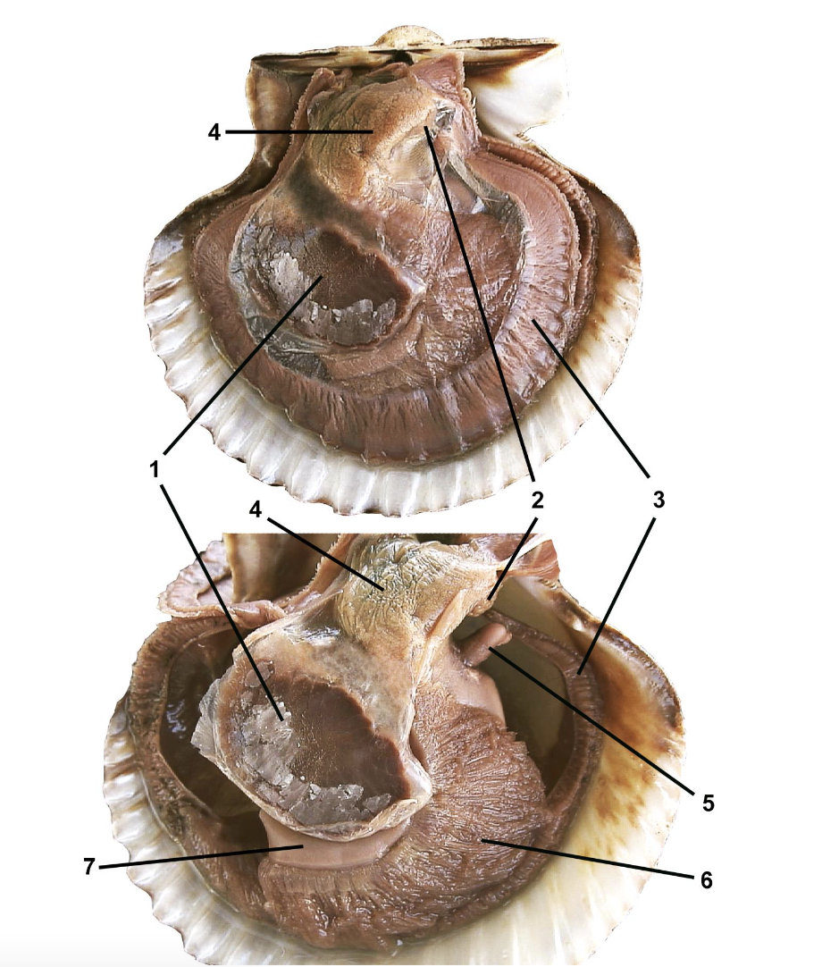 <p>Identify the labeled parts of this dissection.</p>