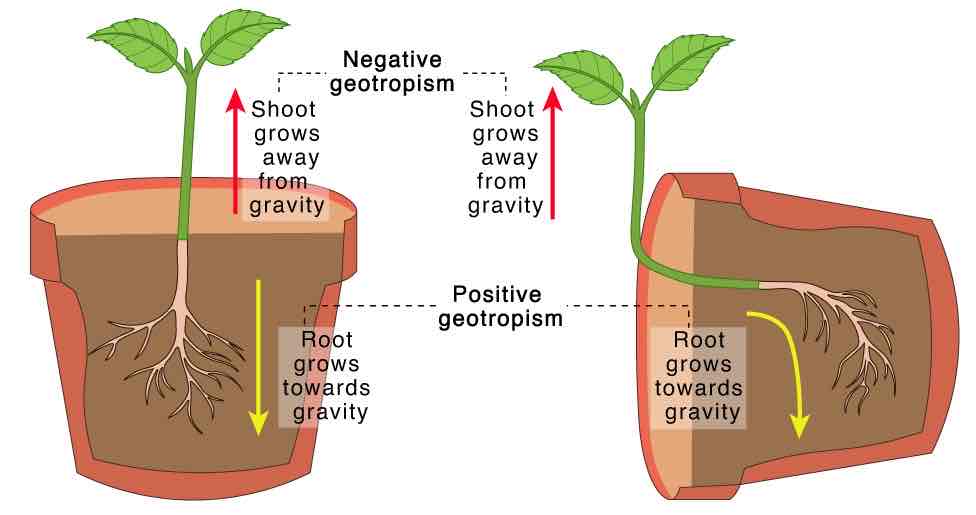 <p>Plant’s bending in response to gravity.</p>