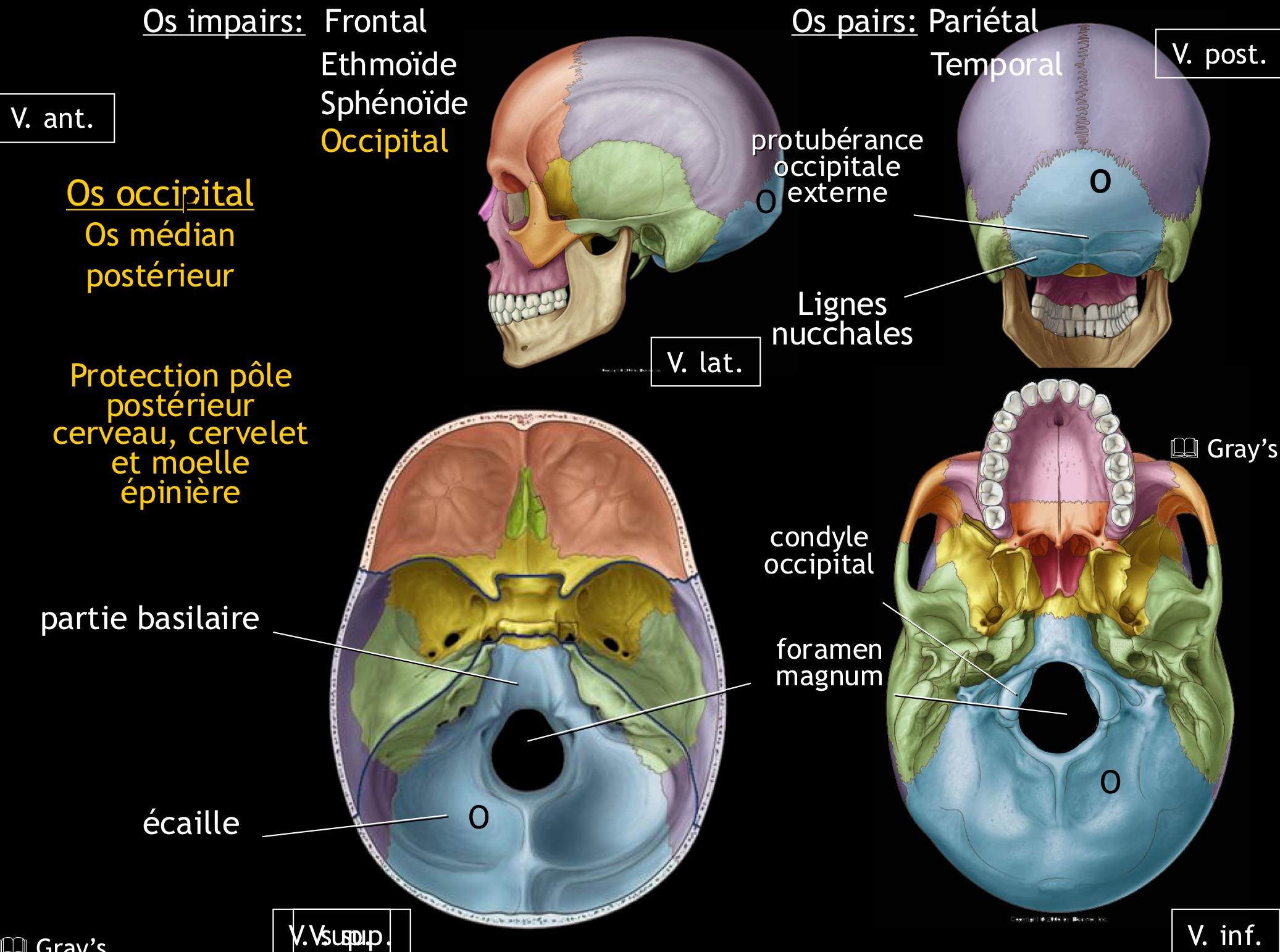 <p><span>L’os occipital présente un large orifice, appelé le trou occipital ou foramen magnum.</span></p>