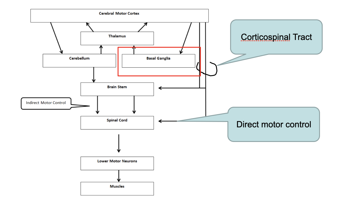 <p>plan for an action starts in cortex → must communicate to basal ganglia before the message is sent down. </p><p>If the basal ganglia is affected, so are a lot of other things! </p>