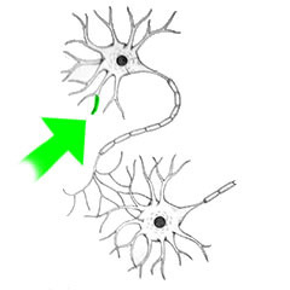<p>The branched part of the neuron that receives incoming messages from other neurons. They send electrical messages TOWARD the cell body.</p>