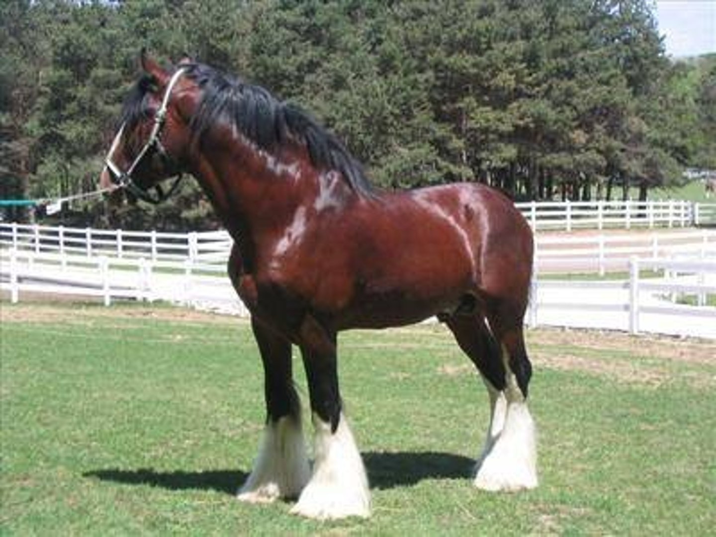 <p>- Draft Horse</p><p>- Originated in Scotland</p><p>- Typically sorrel or bay with white extensive white face & leg markings</p><p>- Feathered legs; can lead to fungal infections if not properly groomed</p><p>- Budweiser Horses</p>