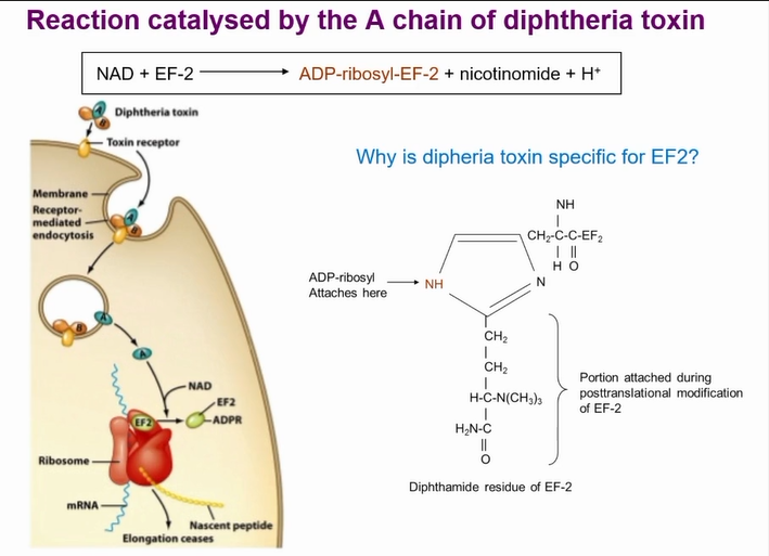 <p>Toxin can get cleaved by protease on outside of the cell or cleaved by furine protease in endosome</p><p>&nbsp;</p><p>Gets cleaved and A portion stays held to B portion by disulphide bond</p><p>B recognises receptor on host cell (HB-EGF receptor)</p><p>&nbsp;</p><p>Now translocation domain exposed and due to hydrophobic nature intergrates into cell wall</p><p>Puts the A portion in the cell which breaks the disulphide bond</p><p>&nbsp;</p><p>Toxin in cytoplasm</p><p>Stops protein synthesis by modifying EF-2</p><p>Is an enzyme so modifies EF-2 until it is all used up and leads to cell death</p><p></p>