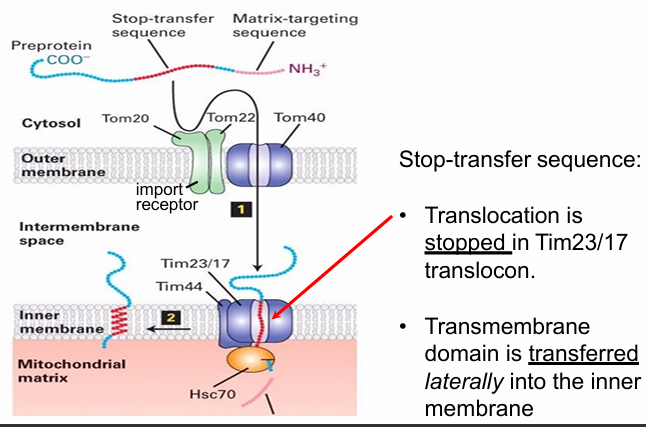 <ul><li><p>Initially same as transport to the matrix</p><ul><li><p>N-terminal motif recognized by import receptor&nbsp;</p></li><li><p>N-terminus translocated through the Tom and Tim translocons&nbsp;</p></li></ul></li><li><p>The N-terminus of mitochondrial protein does go to the mitochondrial matrix&nbsp;</p><ul><li><p>However, the Tim also recognizes the stop-transfer sequence&nbsp;</p></li></ul></li><li><p>Stop-transfer sequence forms an hydrophobic alpha helix that does 2 things</p><ul><li><p>1. Stop the translocon so protein is no longer pulled through&nbsp;</p></li><li><p>2. Directs the transfer of the protein out of the translocon and into the inner membrane&nbsp;</p></li></ul></li><li><p>The translocon open laterally (sideways)&nbsp;</p><ul><li><p>Creates an opening exposing the stop-transfer sequence to the hydrophobic env of inner membrane&nbsp;</p></li><li><p>The proteins then imbeds into the inner membrane&nbsp;</p></li></ul></li></ul><p></p>
