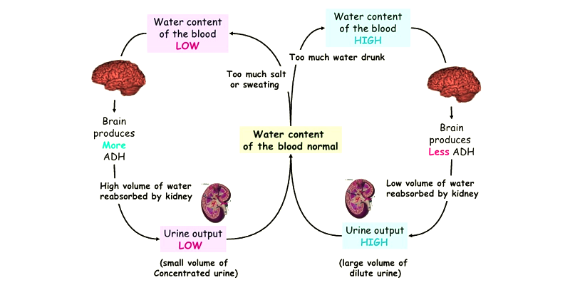 <p><span>This pathway involves detecting changes in blood osmolarity, triggering hormonal responses to influence water and salt reabsorption in the kidneys, and controlling thirst to regulate water intake.</span></p><p><strong><mark data-color="#NaNNaNNaN" style="background-color: #NaNNaNNaN; color: inherit">ADH [antidiuretic hormone]</mark></strong> playing crucial roles in maintaining the body's water and electrolyte balance through mechanisms such as filtration, reabsorption, and secretion. </p>