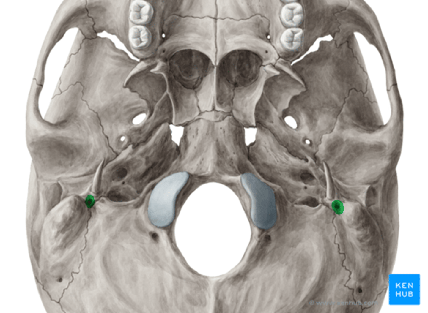 <p>Porus acusticus internus --> meatus acusticus internus --> canali facialis --> foramen stylomastoideum</p>