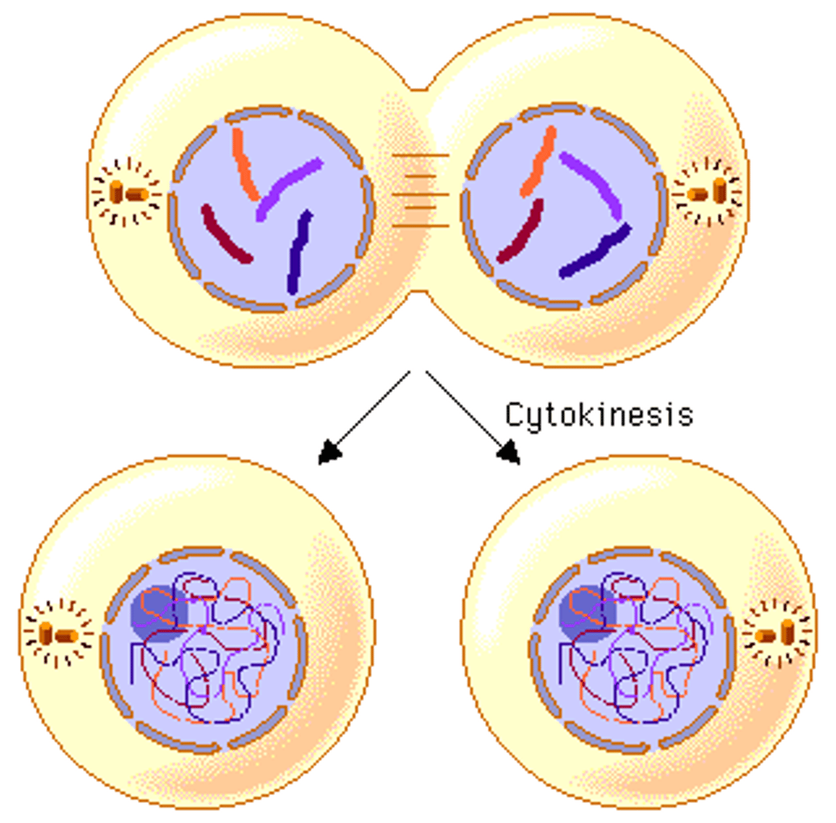 <p>active cell divides and forms two separate cells that each start their own cell cycle</p>