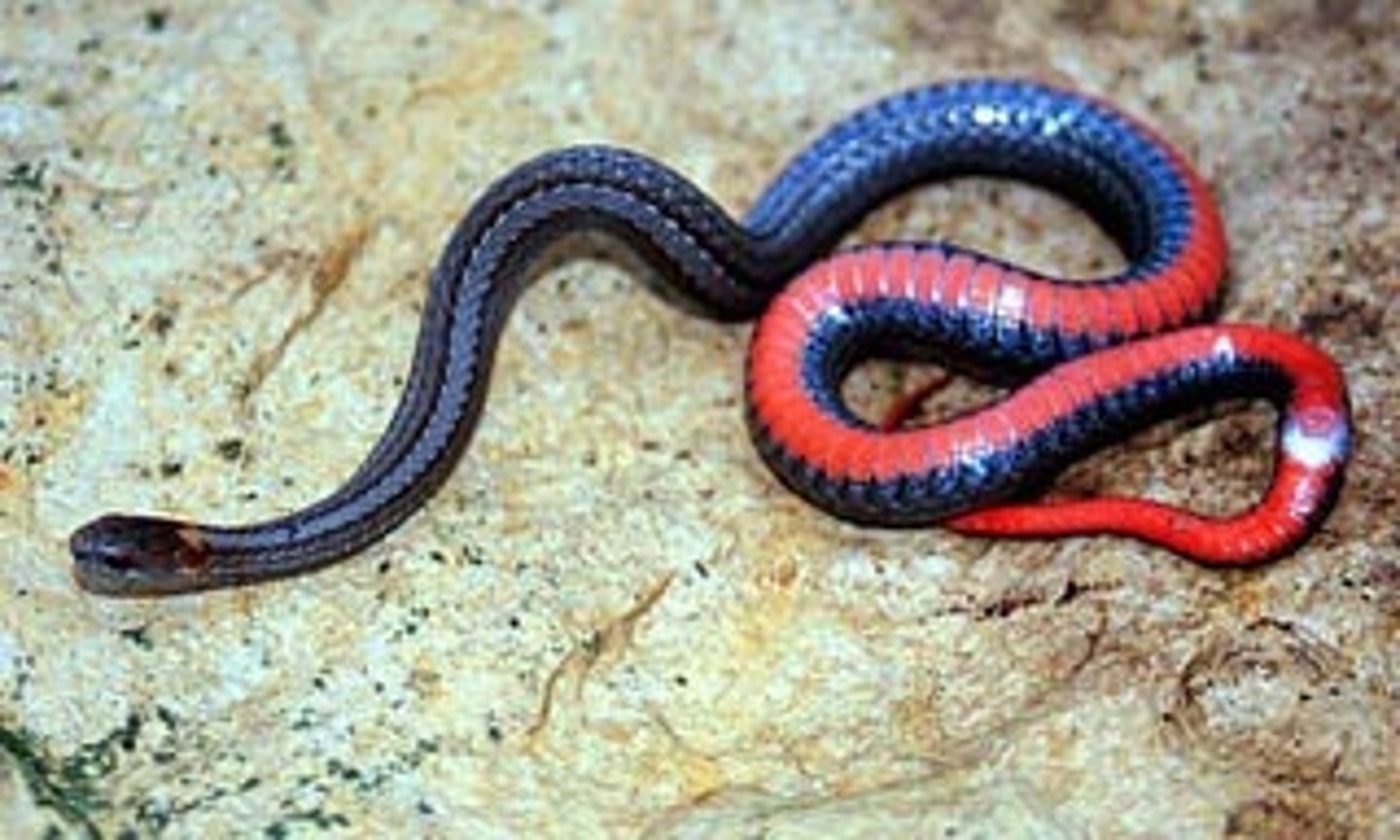 <p>Redbelly snake</p>