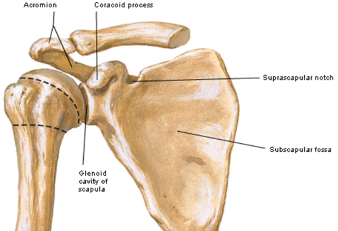 <p>contains the </p><p>-Glenoid cavity: located superolaterally receives and articulates with the head of the humerus (glenohumeral joint)</p>
