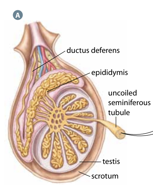 <p>Seminiferous tubules</p>