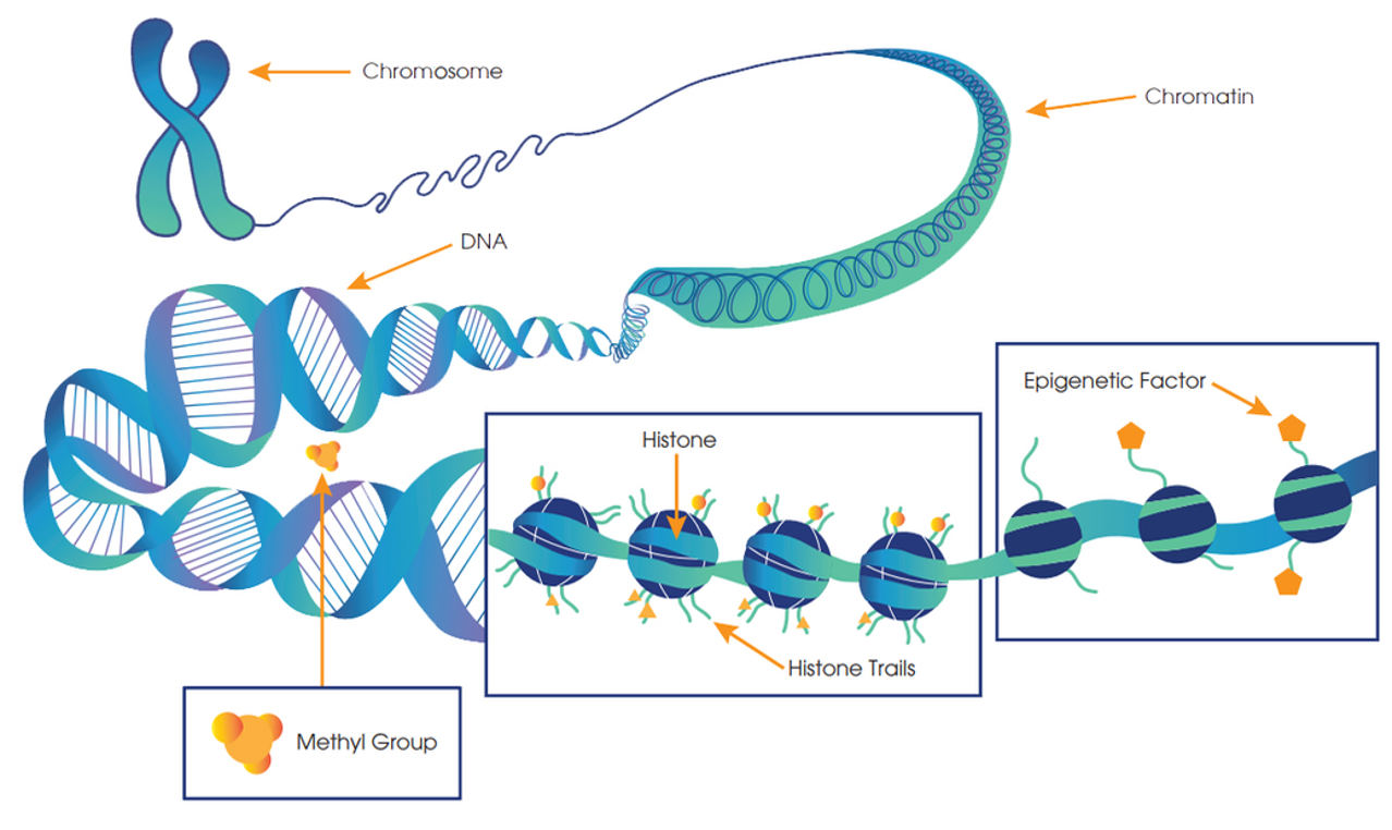 <p><span>•Epigenetics can be defined as altering the expression of a gene without changing the gene structure, i.e., the DNA is unaltered.</span></p><p><span>•Examples of how gene expression can be altered:</span></p><p><span>1.Gene ‘switched on’ – acetylation &amp; histone modification.</span></p><p><span>2.Gene ‘switched off’ – DNA methylation</span></p>