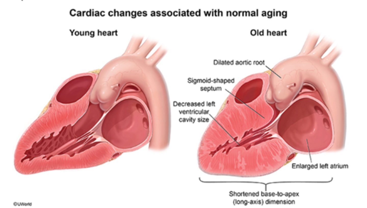 <p>- Decreased cardiac output = decreased absorption and distribution</p><p>- Decreased blood flow = decreased absorption and distribution</p>