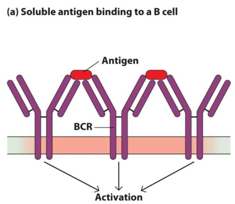 <ul><li><p>10-20% (CD19+)</p></li><li><p>As naïve cells (antigen inexperienced), they express membrane-bound immunoglobulin (antibodies), and upon activation, they differentiate into plasma B cells (antibody factories) and memory B cells for memory responses. They also function as APCs in secondary immune responses.</p></li></ul>