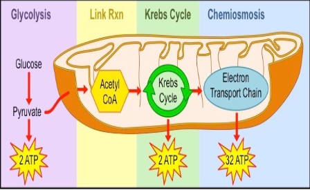 <p>2nd step of aerobic respiration</p><ul><li><p>Moves reaction into the mitochondria </p></li><li><p>Takes place in the matrix</p></li></ul><p></p>