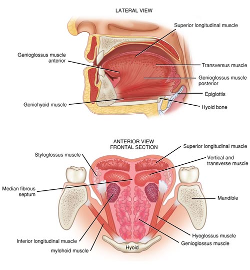 <p>fibers lie on underside of tongue, laterally</p><p>origin: tongue root, some perhaps from hyoid bone</p><p>course: anterior</p><p>insert: blend with other muscles at apex</p><p>action: shortens or s tongue, pulls tip down</p>