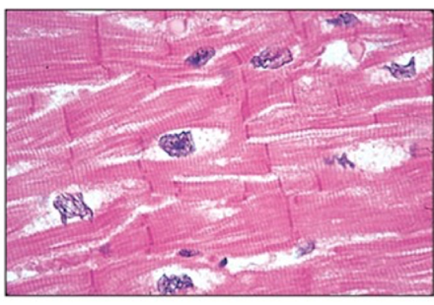 <p>Describe the contractions of the cardiac muscle tissue</p>
