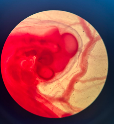 <p>Fourth stage of <strong>Embryonic Developmen</strong>t; development of organs from the gastrula.</p>