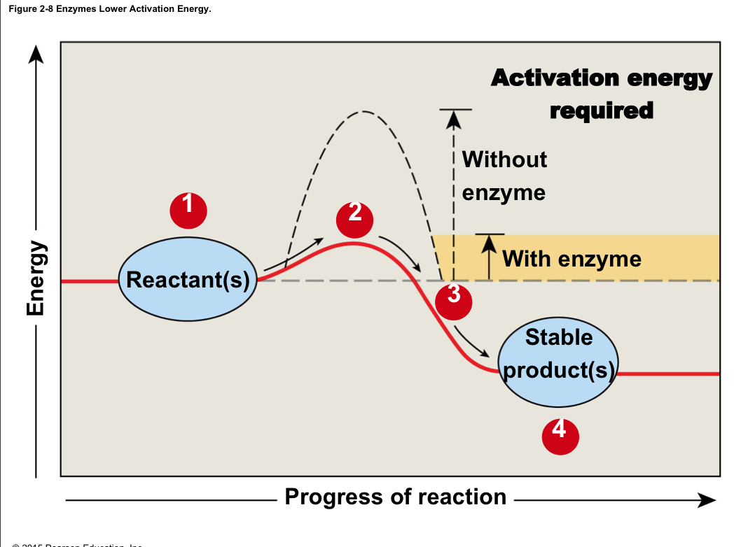 Protein catalysts that lower the activation energy of chemical reactions; are not changed or used up in the reaction 