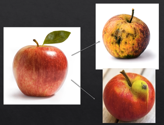 <ol><li><p>cell death&nbsp;</p></li><li><p>cell mutation&nbsp;</p></li></ol><p></p>