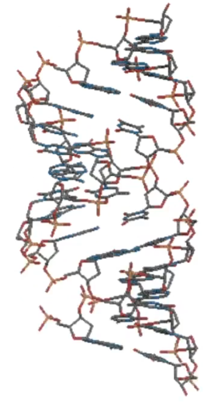 <p>what DNA duplex is this the side structural of?</p>