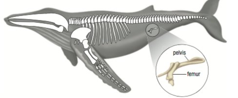 <p>Is this a homologous, analogous, or vestigial structure?</p>