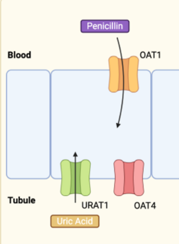 <p>in the proximal tubule </p><p>OAT1/3- basolateral ( blood→ tubule cell)</p><p>OAT4- apical ( tubule cell→ urine/inside of nephron)</p><p>URAT1- apical (  important for uric acid reabsorption ) </p><p></p>
