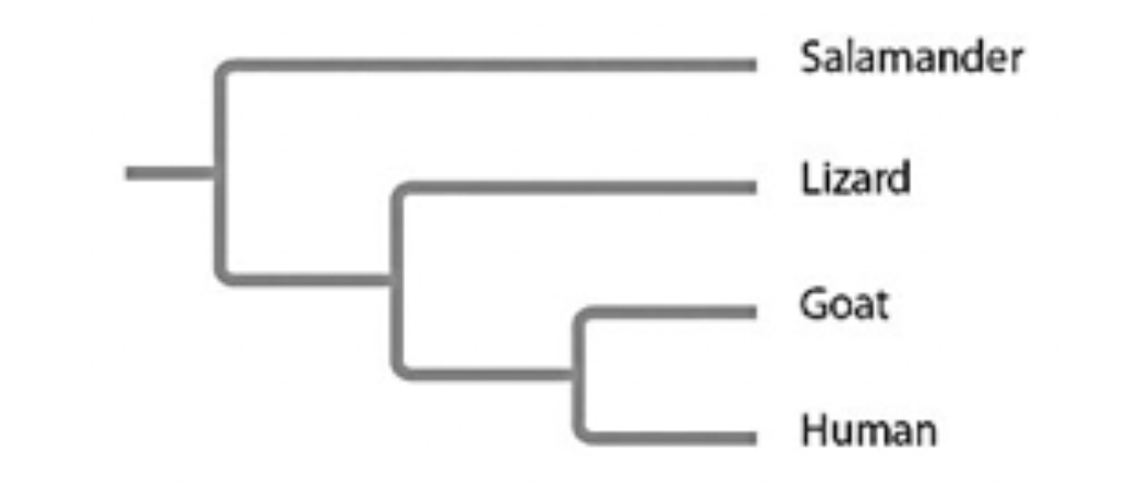 <p>Based on the tree below, which statement is not correct?</p>
