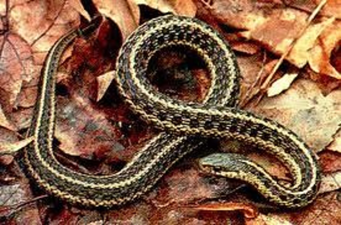 <p>Common Garter Snake</p>