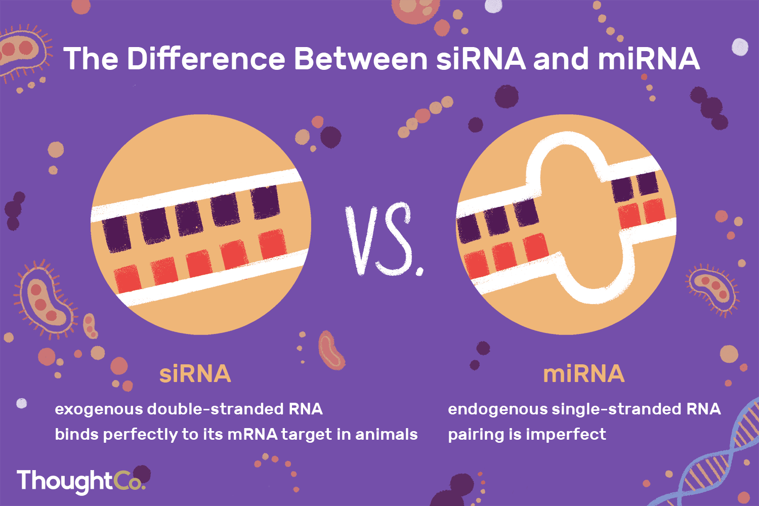 <p><strong>miRNA</strong> binds imperfectly to mRNA to <strong>block its translation</strong> (protein production).</p>