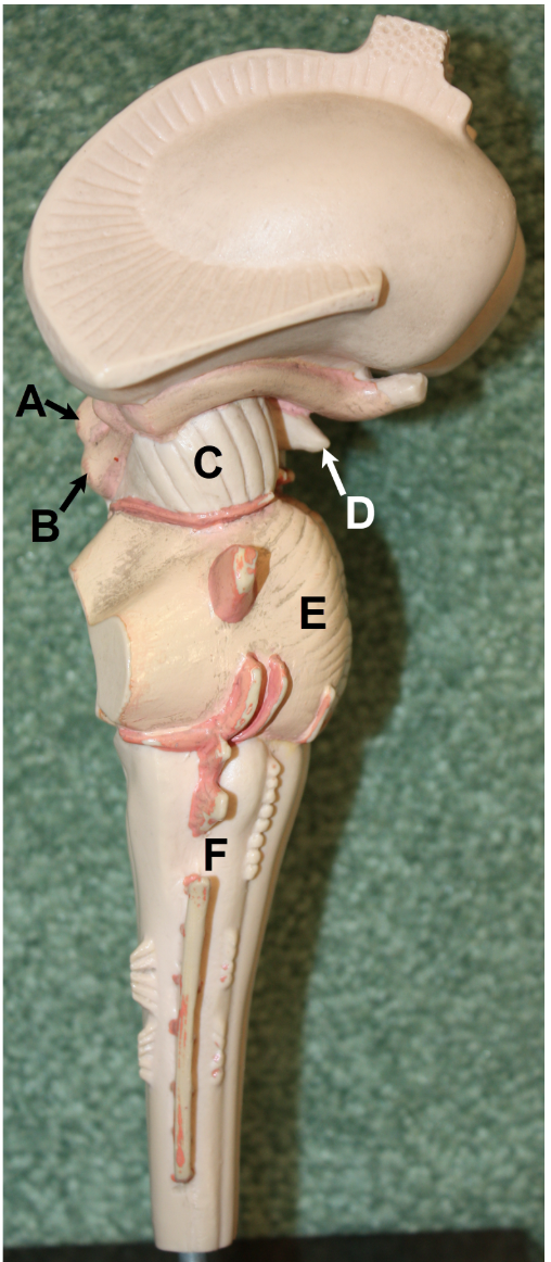 <p>In the image above (brainstem/diencephalon region), identify structures A-F.</p>