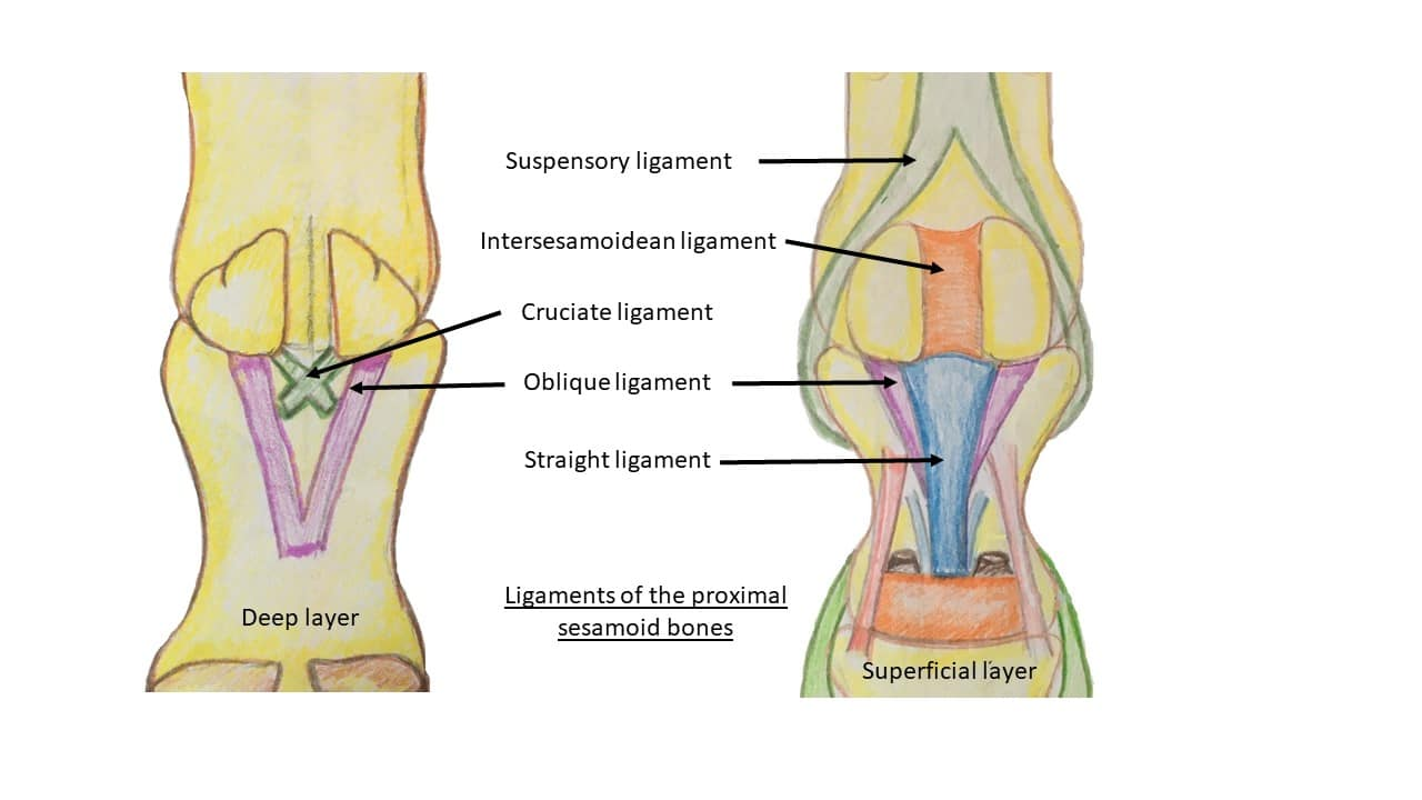 <ol><li><p>Straight</p></li><li><p>Oblique</p></li><li><p>Cruciate</p></li><li><p>Short</p></li><li><p>Collateral</p></li></ol><p></p>