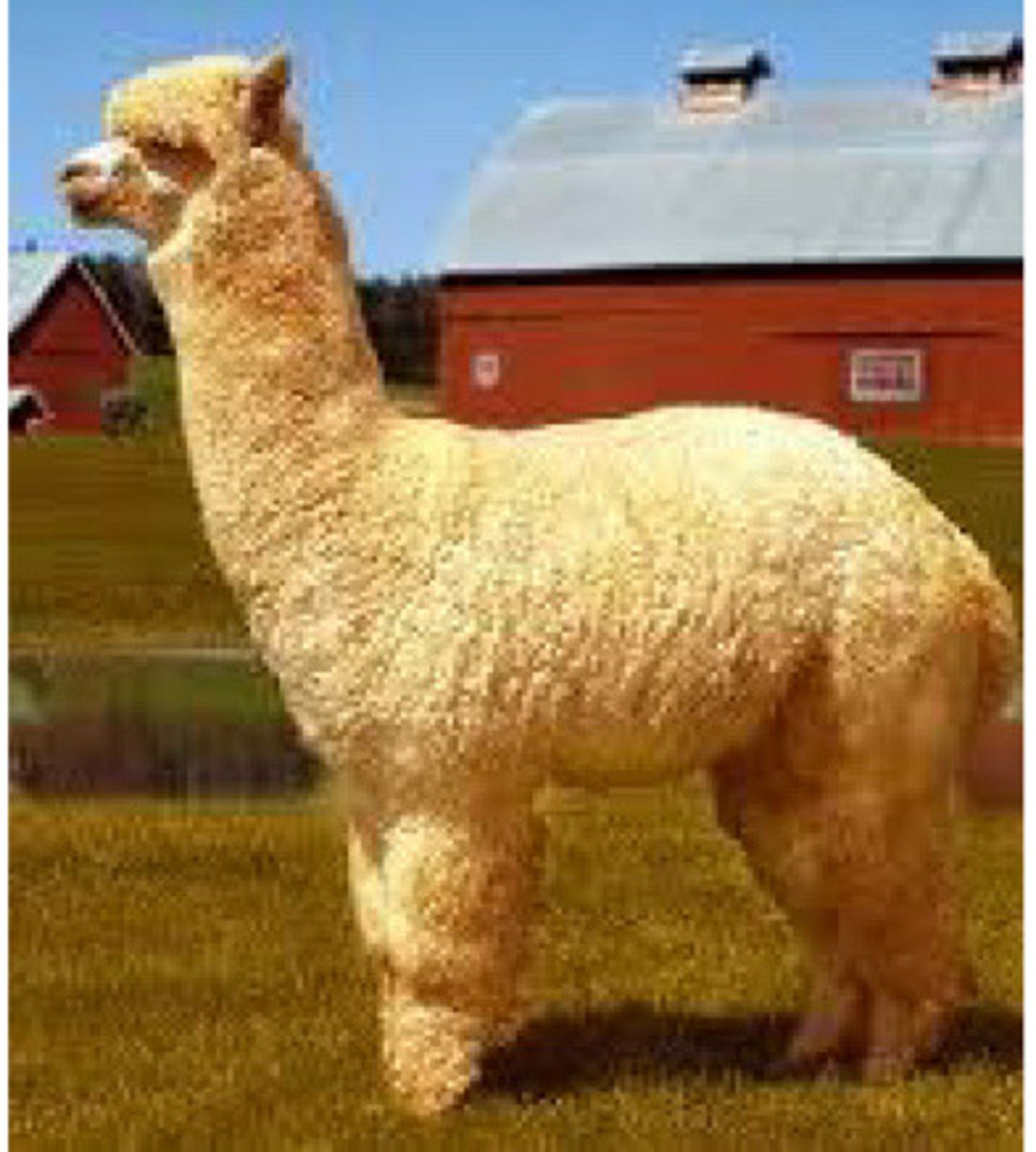 <p>What domestic species camelid is this, more fluffy like a poodle?</p>