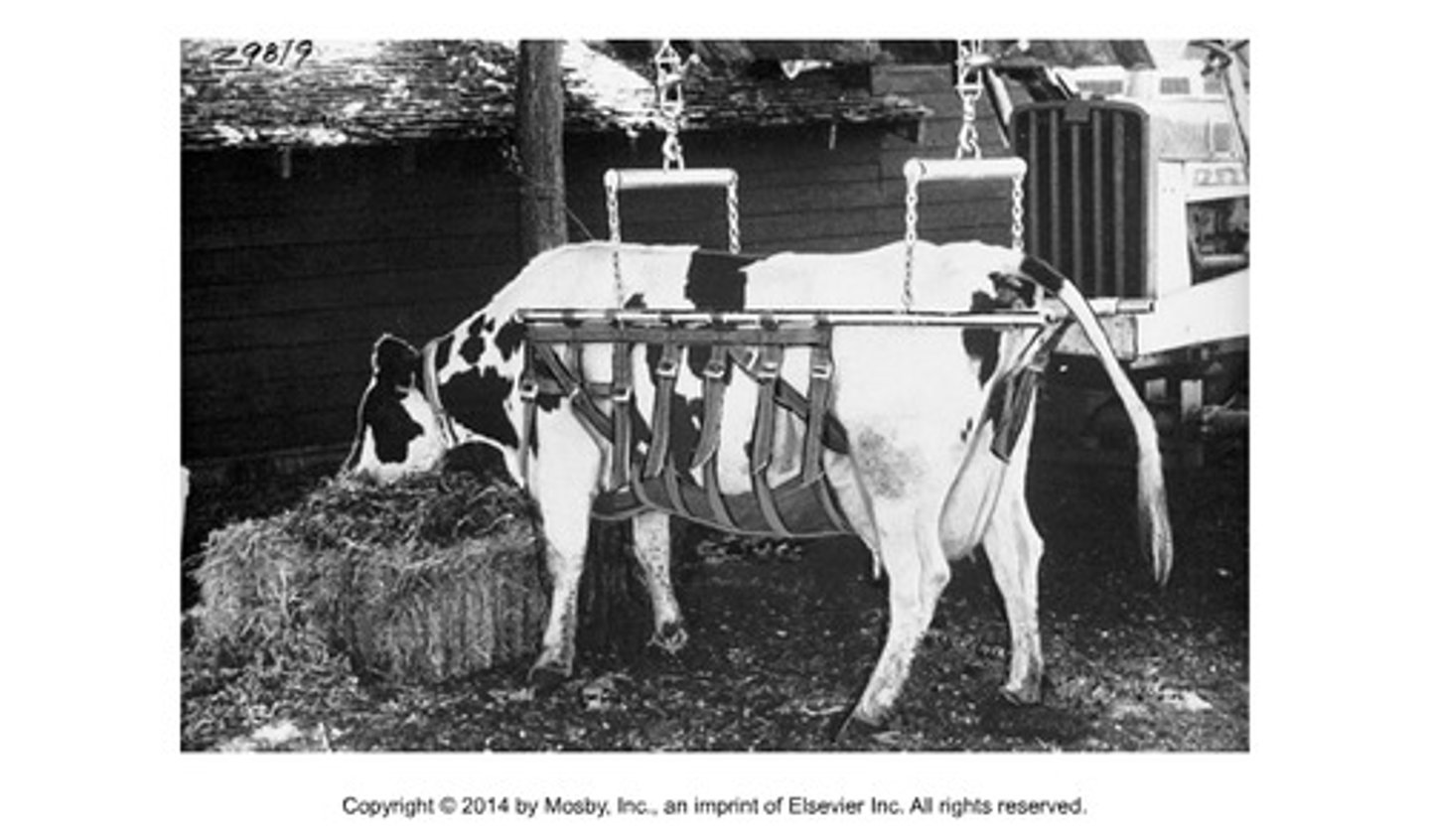 <p>get a cow back on its feet after surgery, injury, or illness</p>