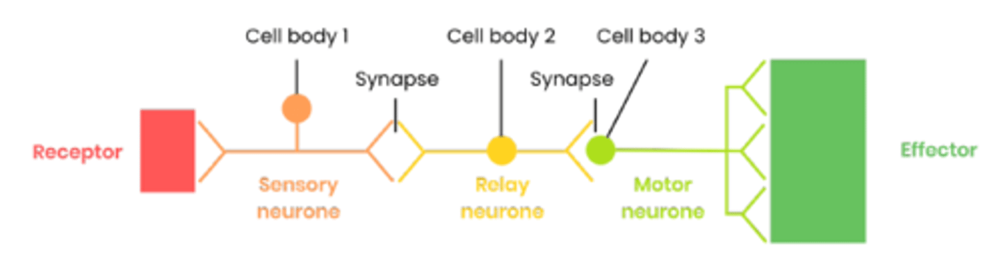 <p>● Rapid as only 3 neurones and few synapses (synaptic transmission is slow)</p><p>● Autonomic (doesn't involve conscious regions of brain) so doesn't have to be learnt</p><p>● Protects from harmful stimuli eg. escape predators / prevents damage to body tissues</p>