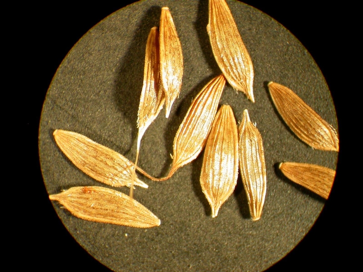 Lactuca serriola
