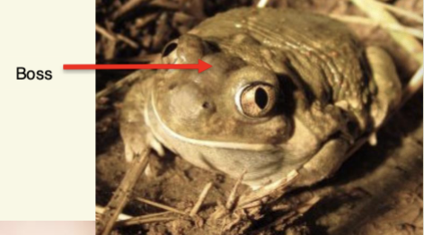 <p>Spea bombifrons - Plains Spadefoot</p>