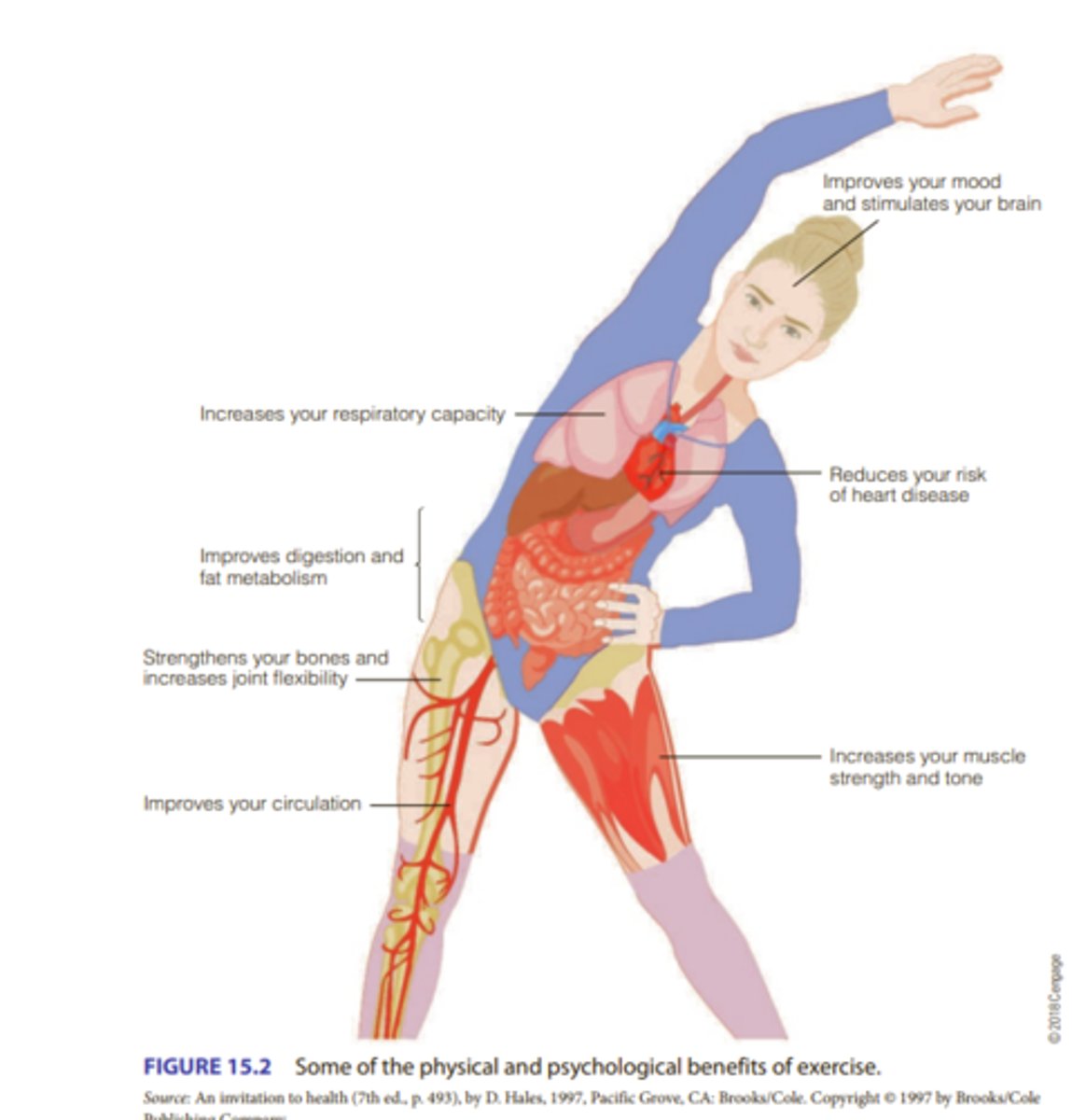 <p>CHOLESTEROL</p><p>Research indicates that aerobic exercise can raise HDL levels without raising LDL levels. This results in a more favorable ratio of total cholesterol to HDL and a possible protection against heart disease</p><p>PROTECTION AGAINST CANCER</p><p>Physical activity offers protection against certain types of cancer, with the strongest evidence for colorectal and breast cancer.</p><p>PREVENTION OF BONE DENSITY LOSS</p><p>Exercise also protects against osteoporosis, a disorder characterized by a reduction in bone density due to calcium loss that results in brittle bones.</p><p>CONTROL OF DIABETES</p><p>prevention of Type 2 diabetes, for the management of this condition, and for reduction in mortality risk among diabetics.</p><p>Exercise is also an important component in managing Type 1 diabetes.</p>
